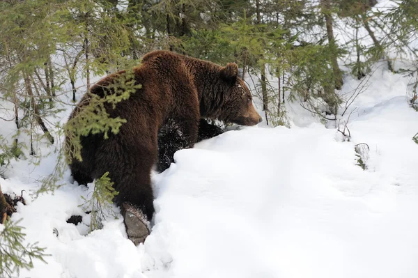 Медведь в зимнем лесу — стоковое фото