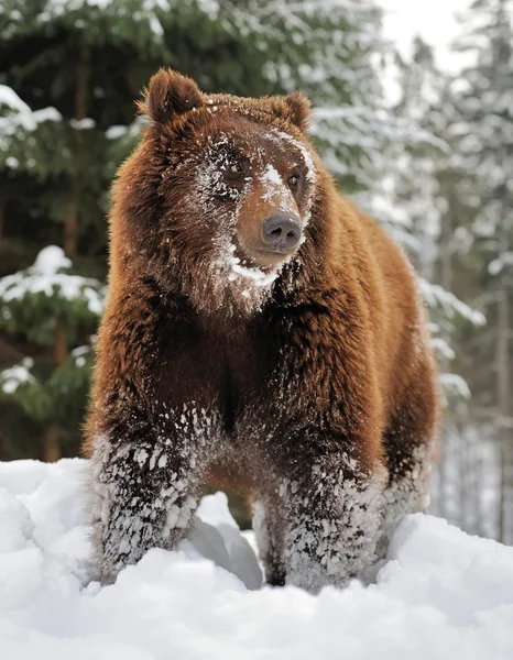 冬の森でクマします。 — ストック写真