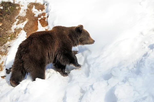 Medvěd v zimním lese — Stock fotografie