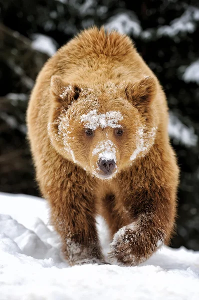 Медведь в зимнем лесу — стоковое фото