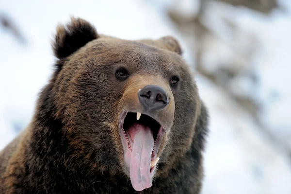 Bear in winter forest — Stock Photo, Image