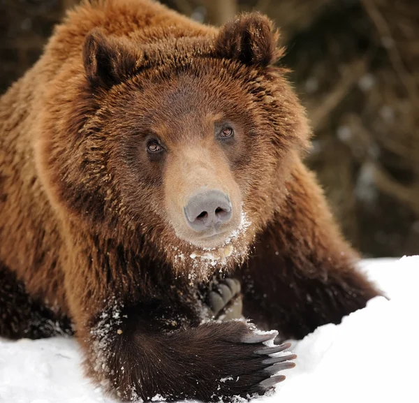 Medvěd v zimním lese — Stock fotografie