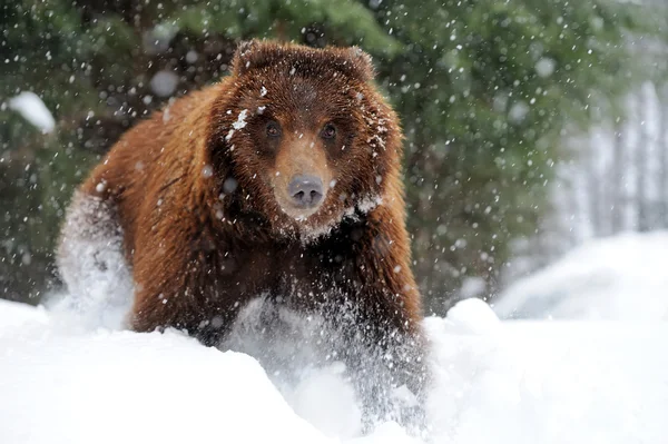 Oso en el bosque de invierno —  Fotos de Stock