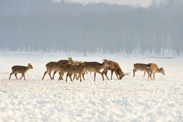 Young deer — Stock Photo, Image