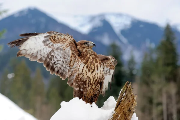 Falco su un ramo — Foto Stock