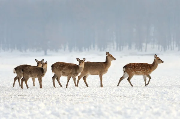 Young deer — Stock Photo, Image