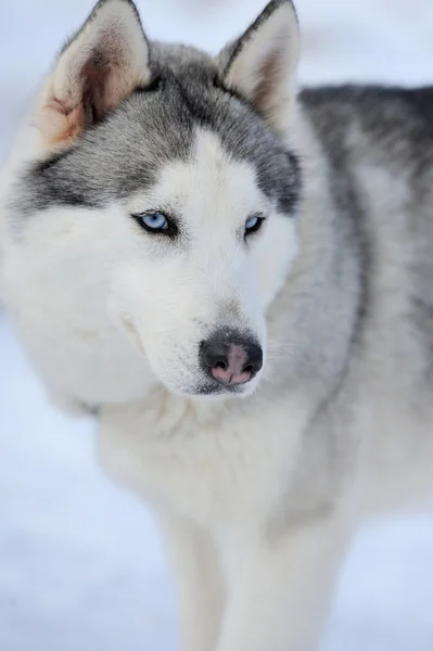 西伯利亚哈士奇犬肖像画 — 图库照片