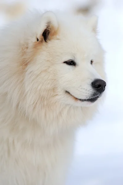 Siberische husky hond portret — Stockfoto