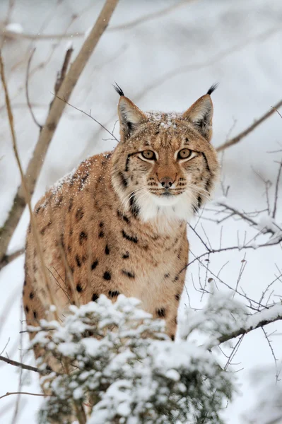 Luchs im Winter — Stockfoto