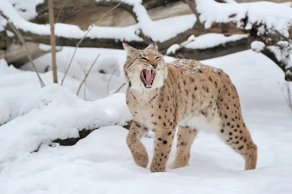 Lynx v zimě — Stock fotografie