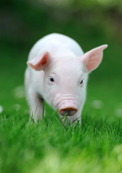 Young pig — Stock Photo, Image