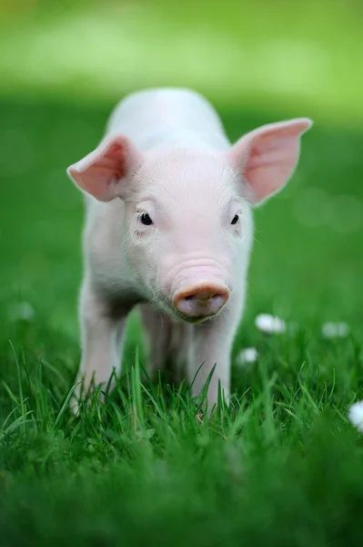 Young pig — Stock Photo, Image