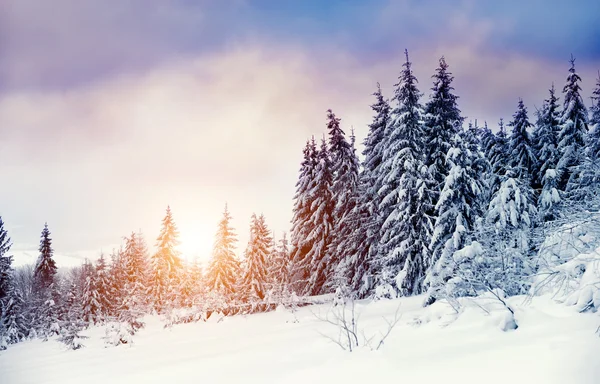 Winter landscape — Stock Photo, Image