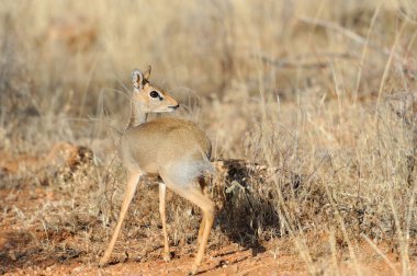 dikdik