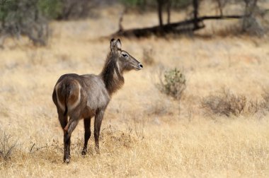 Waterbuck