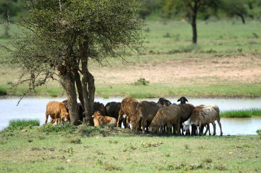 Masai shepard Amboseli içinde