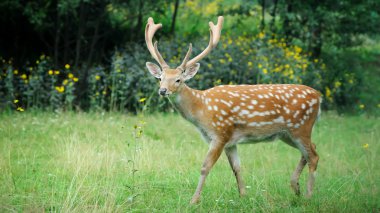 Whitetail Geyik