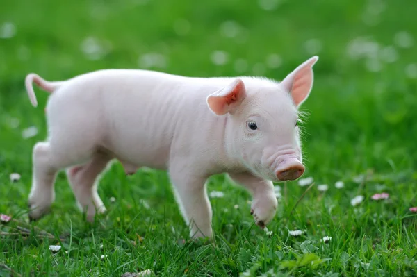 Молодая свинья — стоковое фото