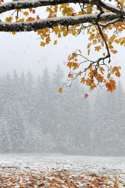 Primeira neve — Fotografia de Stock