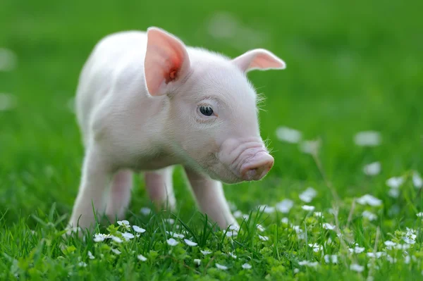 Młoda świnia — Zdjęcie stockowe
