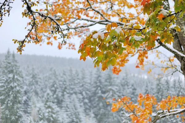First snow — Stock Photo, Image