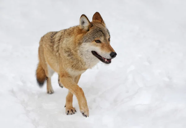 Grauer Wolf — Stockfoto