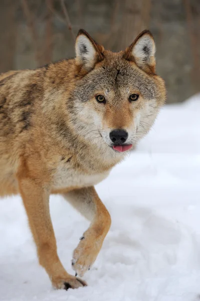 Grijze wolf — Stockfoto