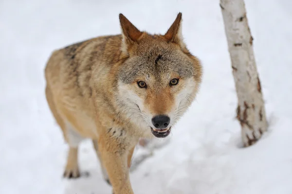 Grijze wolf — Stockfoto