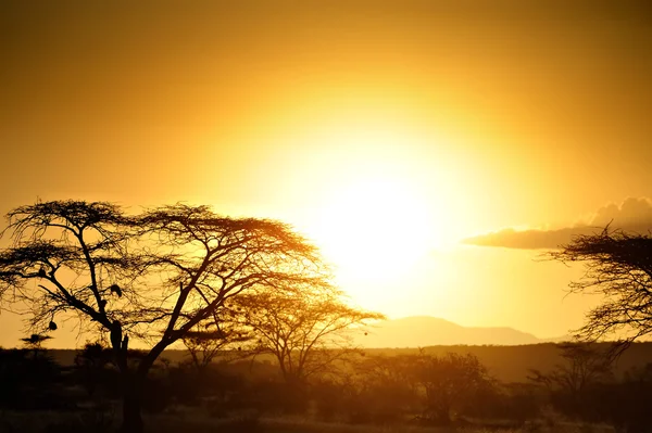 Puesta de sol en la sabana africana —  Fotos de Stock