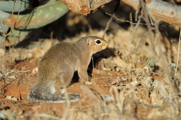 Dwarf mongoose — Stock Photo, Image