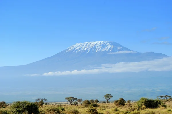 Kilimanjaro Dağı — Stok fotoğraf