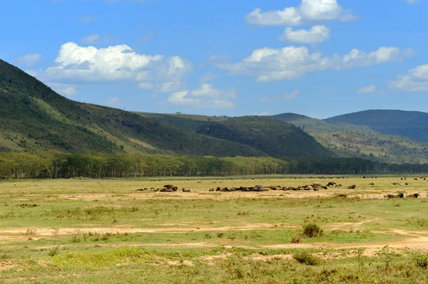 Savannah — Stok fotoğraf