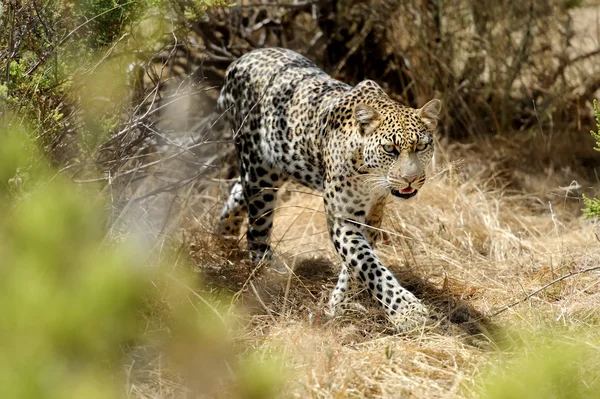 Leopardo — Foto Stock