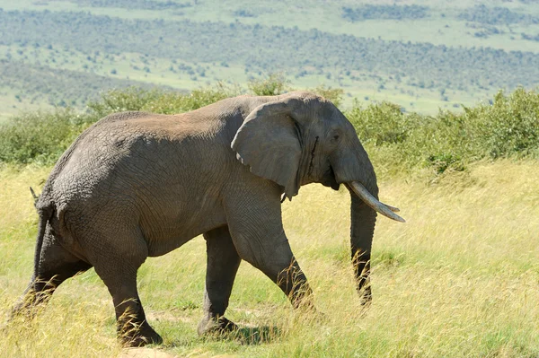 Elephant — Stock Photo, Image