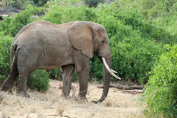 Elefant — Stockfoto