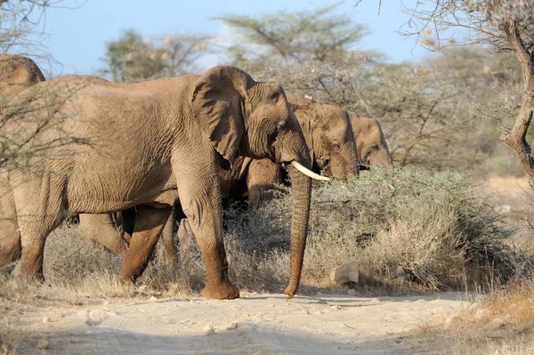 Elefant — Stockfoto