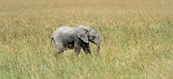 Elefante bebé — Fotografia de Stock