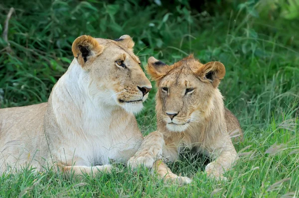 Lion — Stock Photo, Image