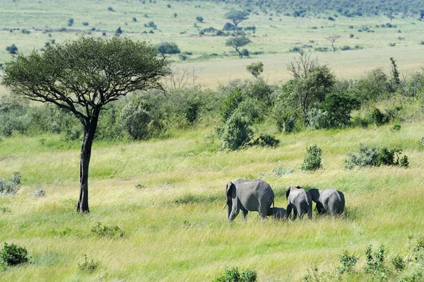 Elefante bebé —  Fotos de Stock