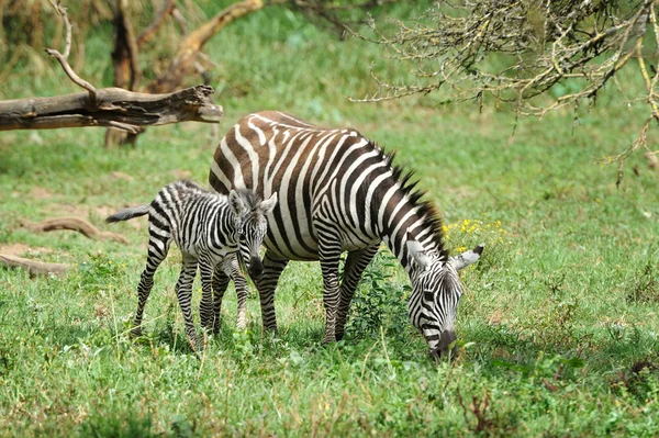 Zebra — Stockfoto