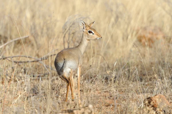 dikdik