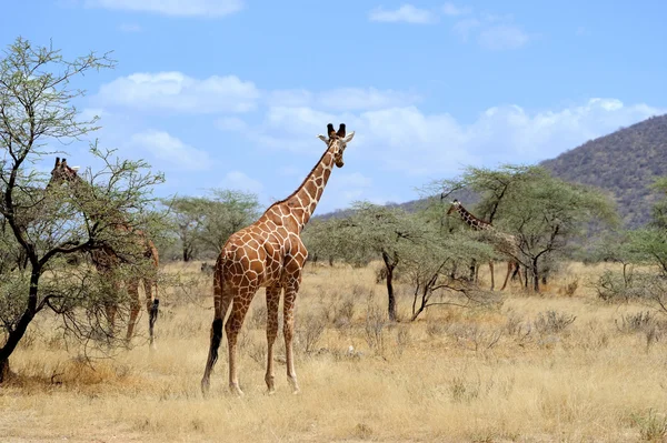 Giraffa — Foto Stock