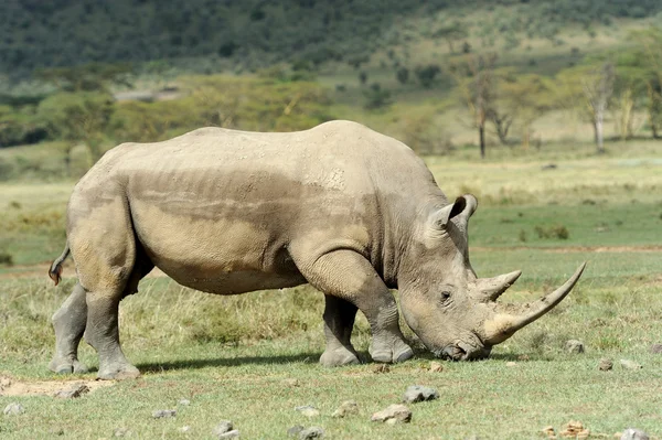 Rhino — Stockfoto