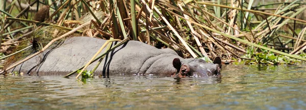 Hippopotamus — Stock Photo, Image