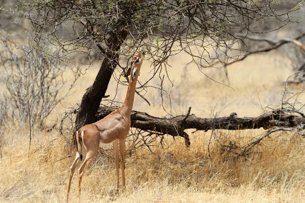 Gerenuk — Stock fotografie