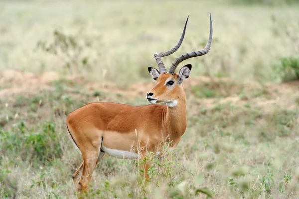 Impala. — Fotografia de Stock