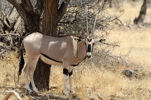 Gemsbok — Stok fotoğraf