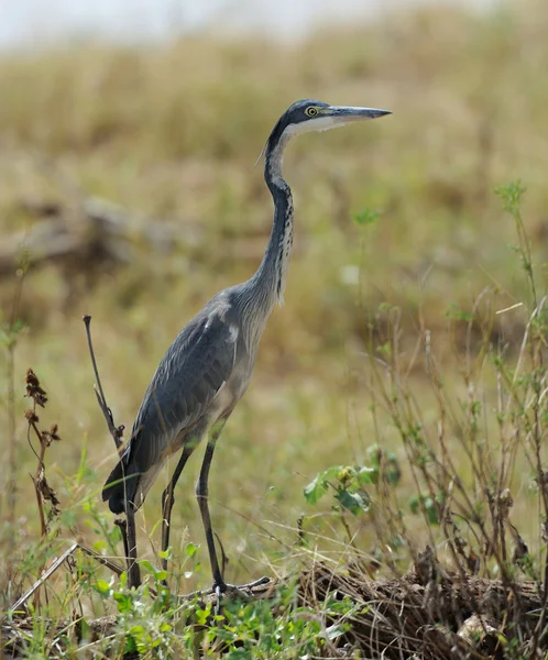 Reiger (Ardea goliath) — Stockfoto