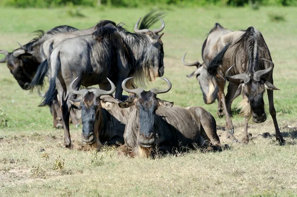 Gnu. — Foto Stock