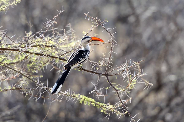 Hornbill-de-bico-vermelho — Fotografia de Stock